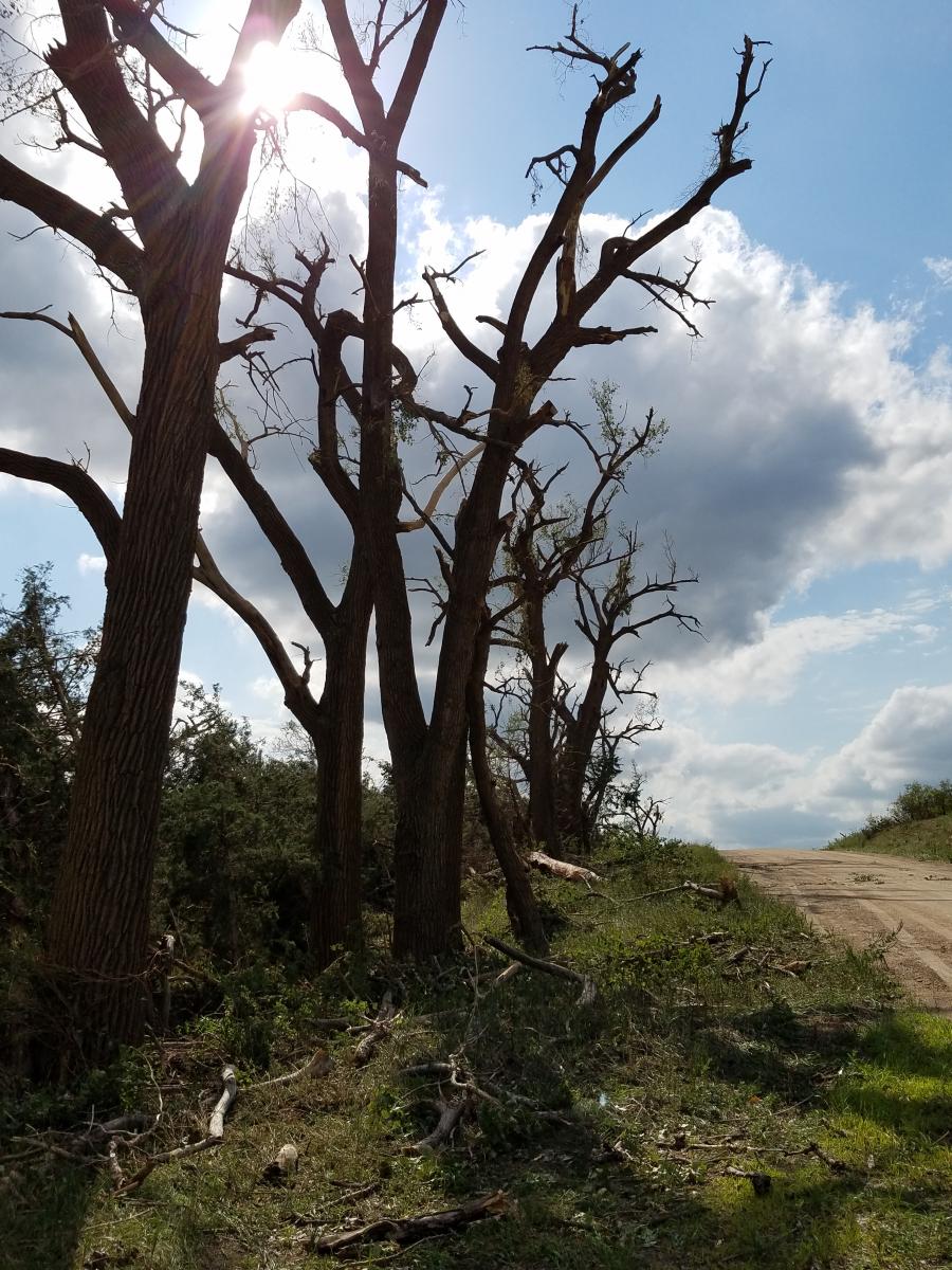 stripped trees