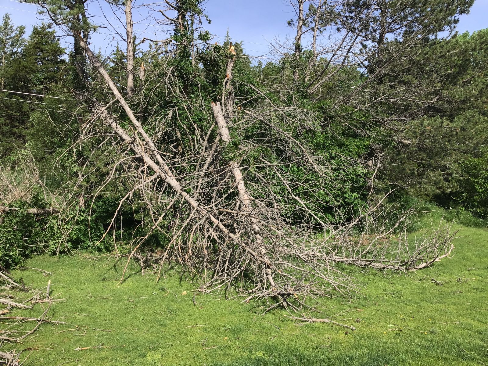 Wind Damage