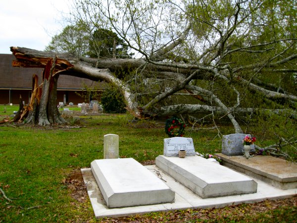 Big Cane Downed Tree 1