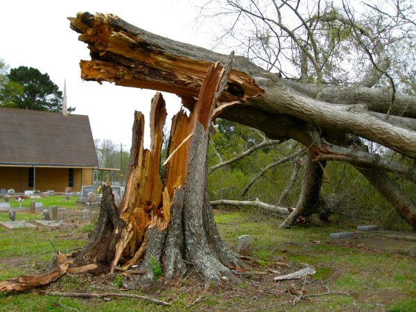 Big Cane Downed Tree 2