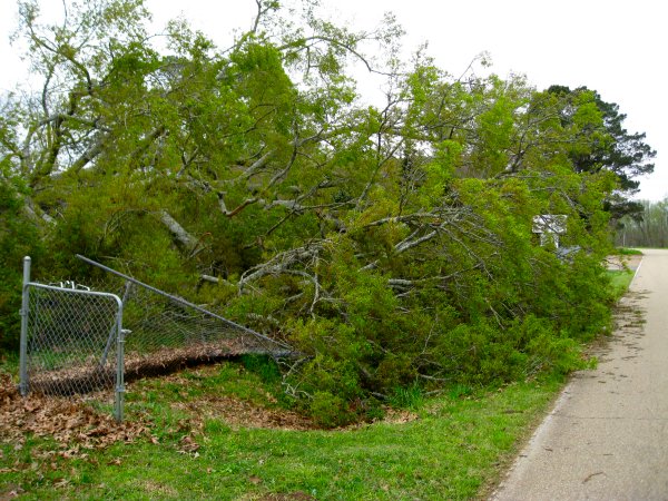 Big Cane Downed Tree 3