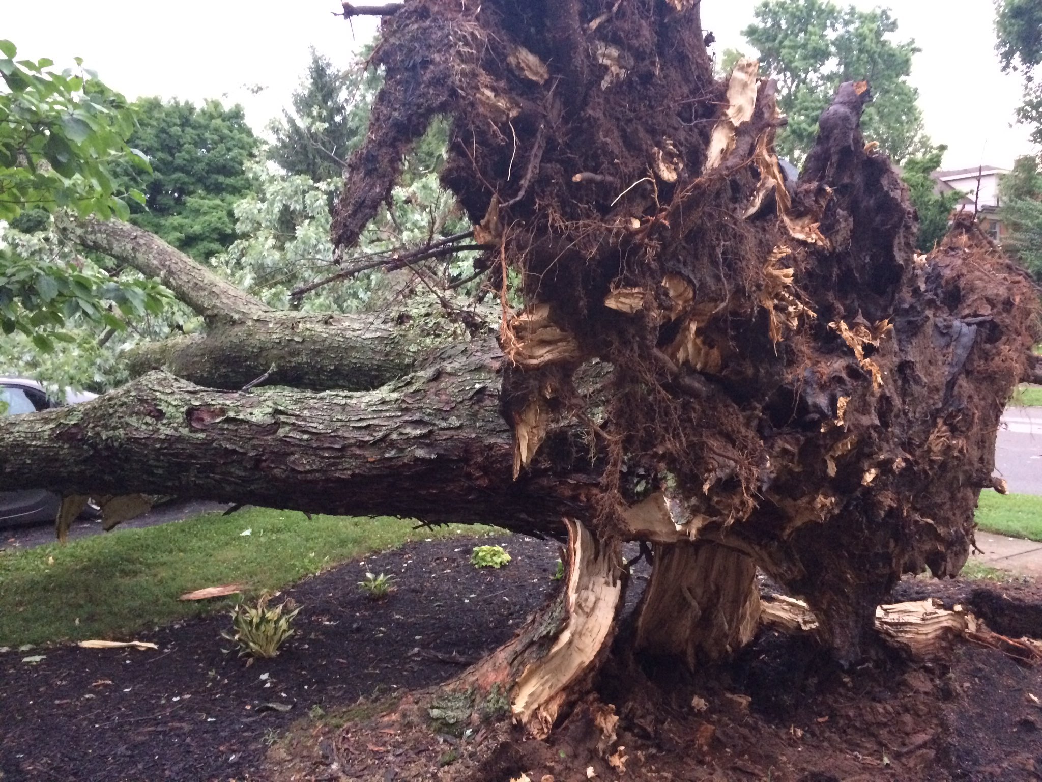 Lexington wind damage