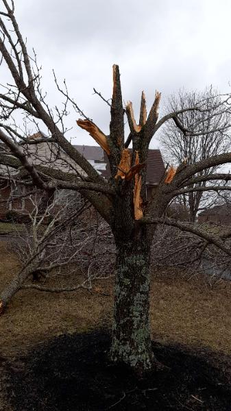 damaged tree