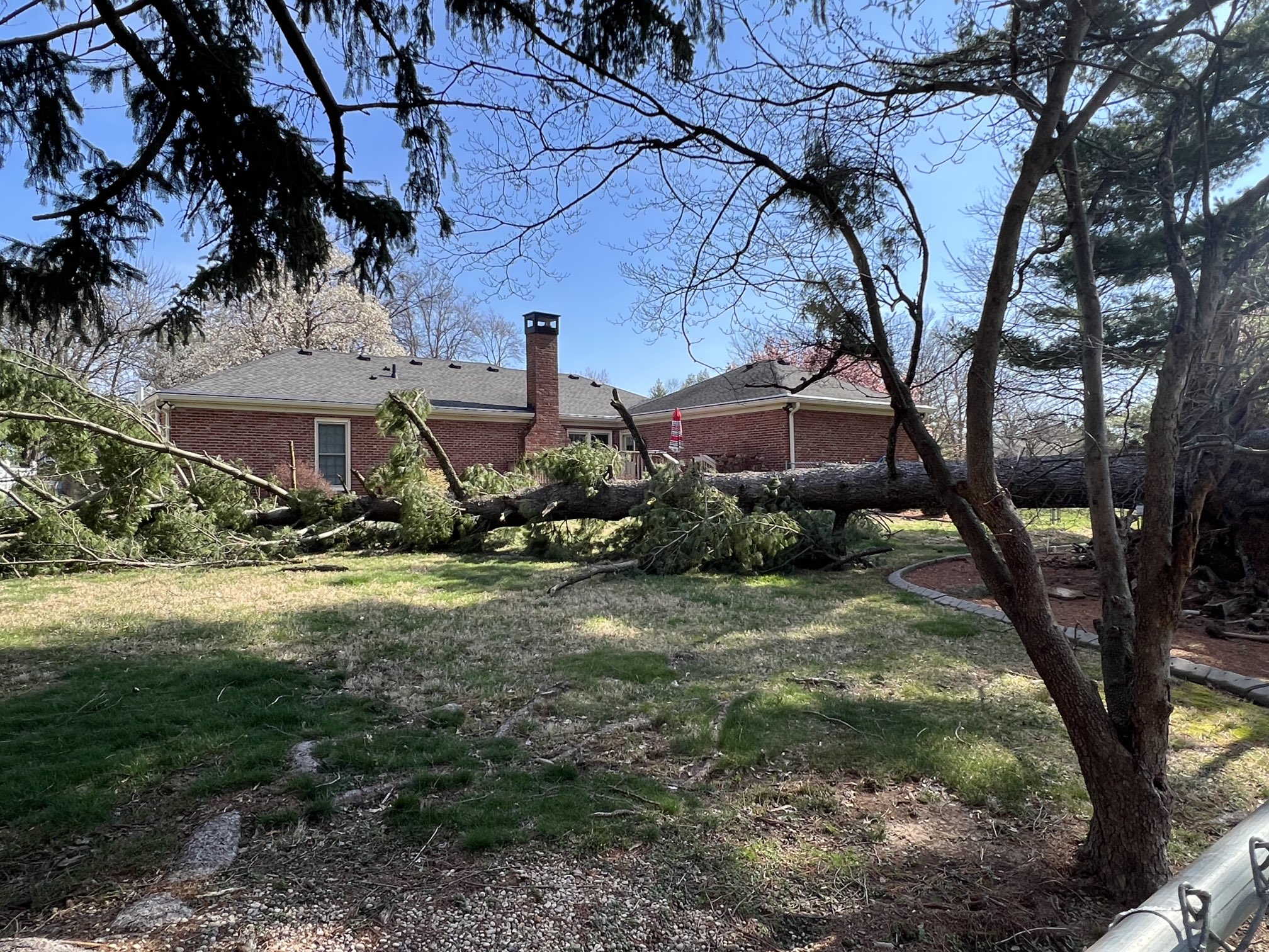 Pine tree down