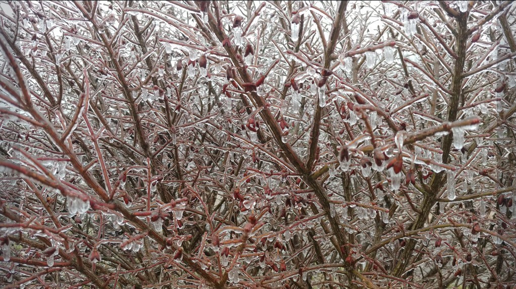 Icy branches in Edmonson County, KY February 24, 2022