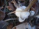 frost flowers