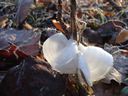 frost flowers