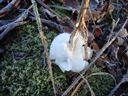 frost flowers