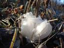 frost flowers