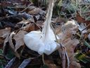 frost flowers