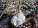 frost flowers