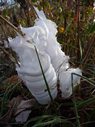 frost flowers