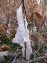 frost flowers