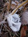 frost flowers