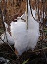 frost flowers