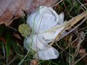 frost flowers