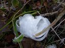 frost flowers