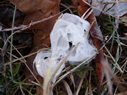 frost flowers