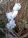 frost flowers