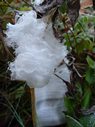 frost flowers