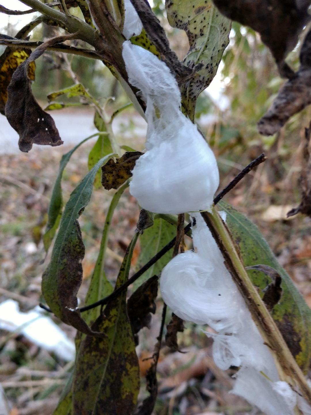 frost flower