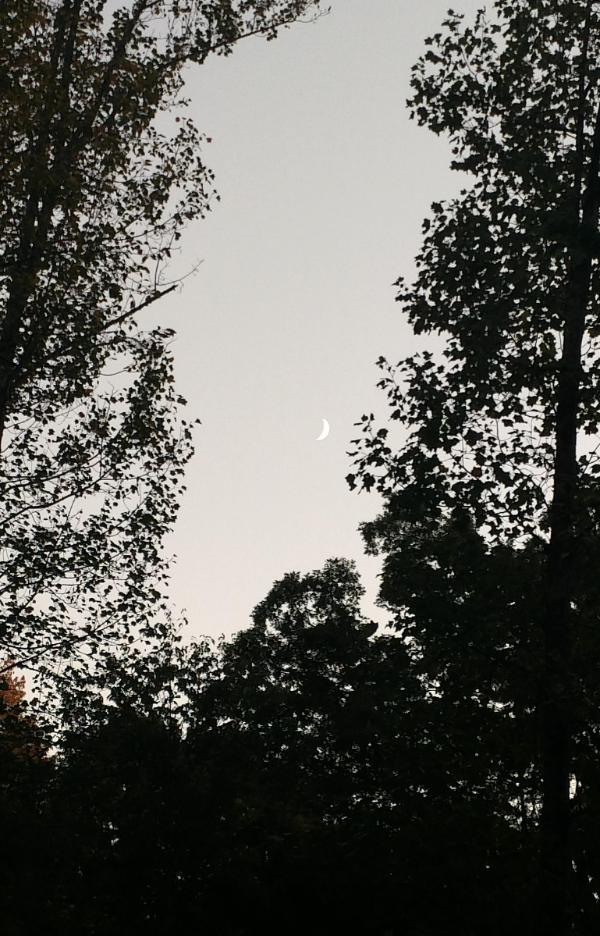 Jefferson Memorial Forest moon