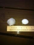 Frankfort hail