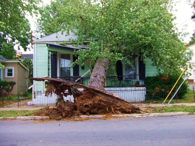 Tree on a house in Louisville