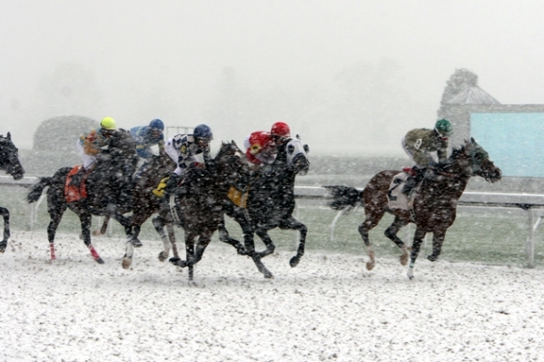 Snowy horses