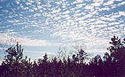 Cirrocumulus