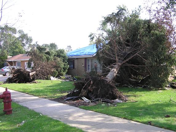 Trees blown down in Hickory Hills