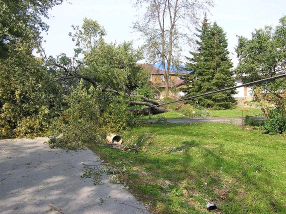 Tree down on top of power lines