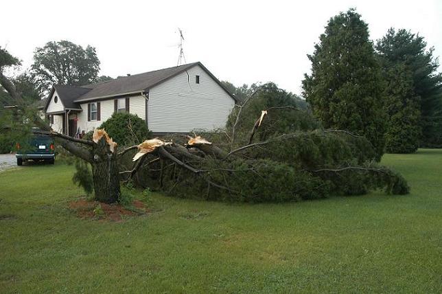 Healthy Large Tree Snapped Off