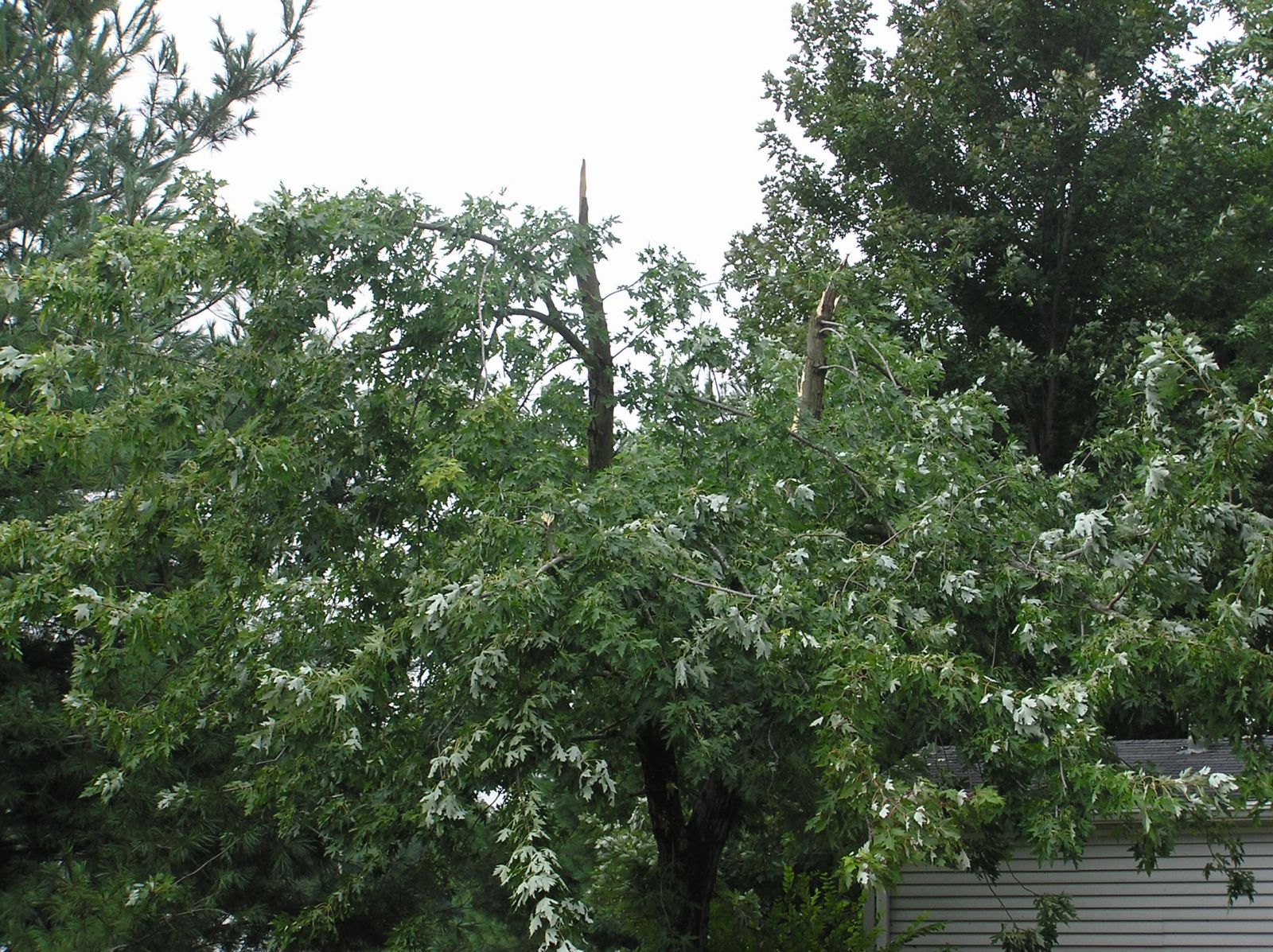 Multiple trees with sheared branches at the top