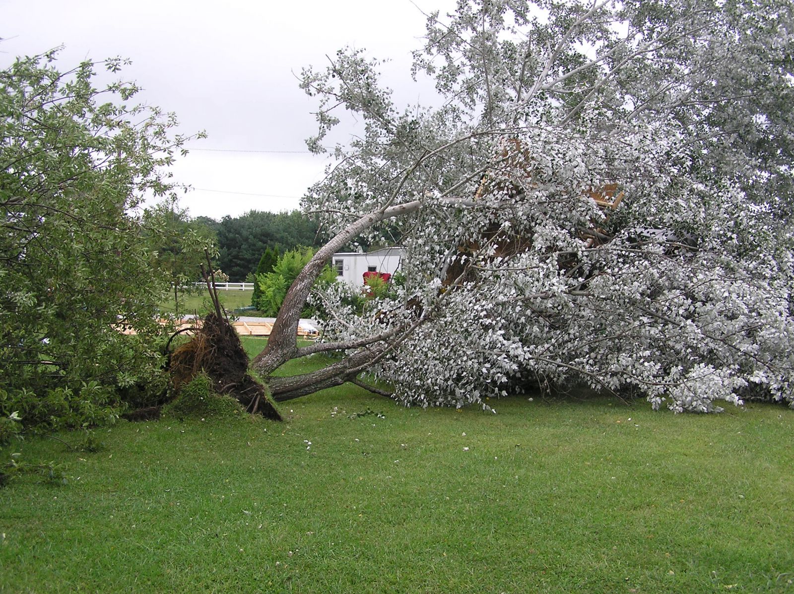 Another view of uprooted trees