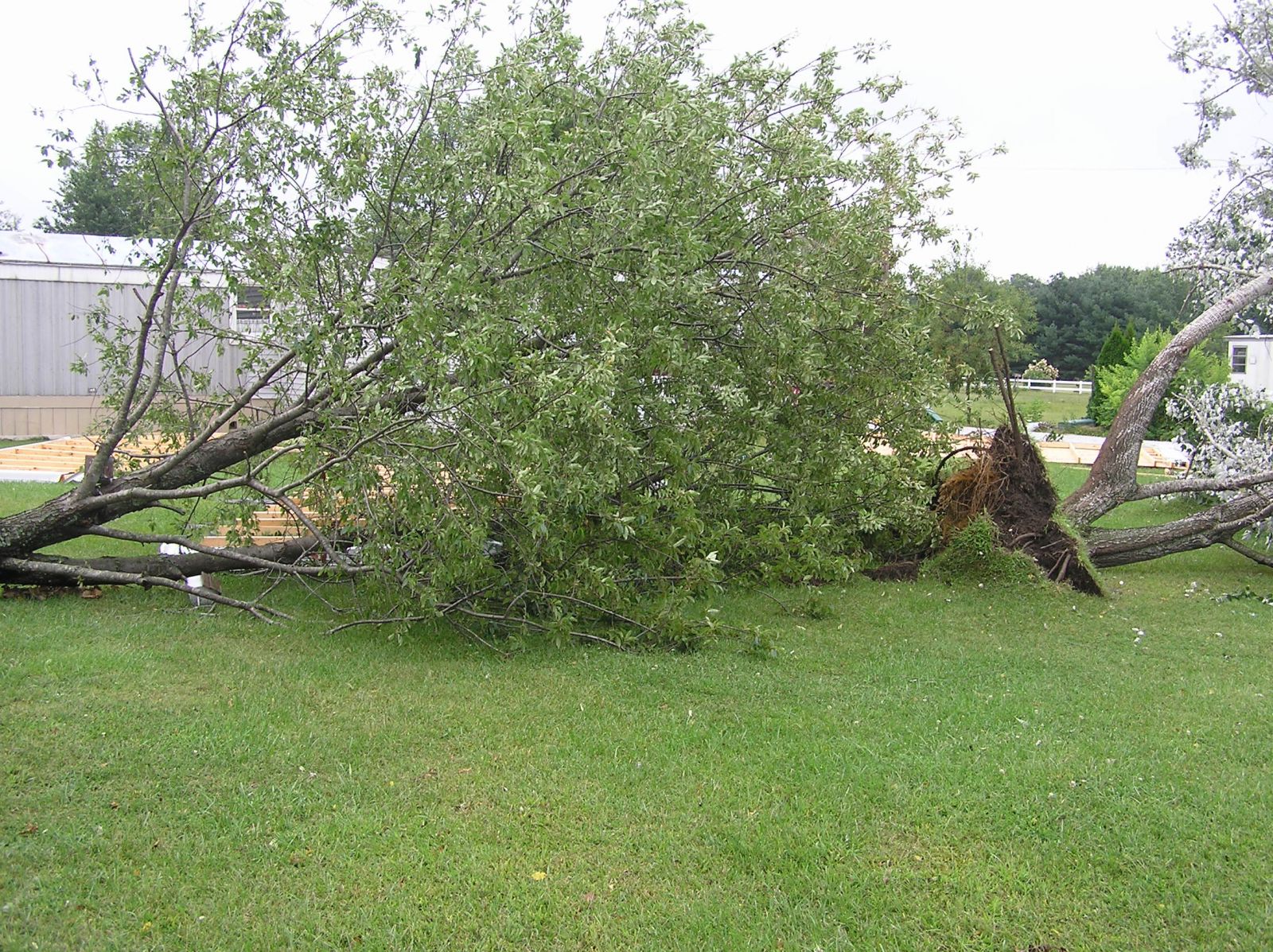 Two of four trees in the Heritage estates that were uprooted by the tornado