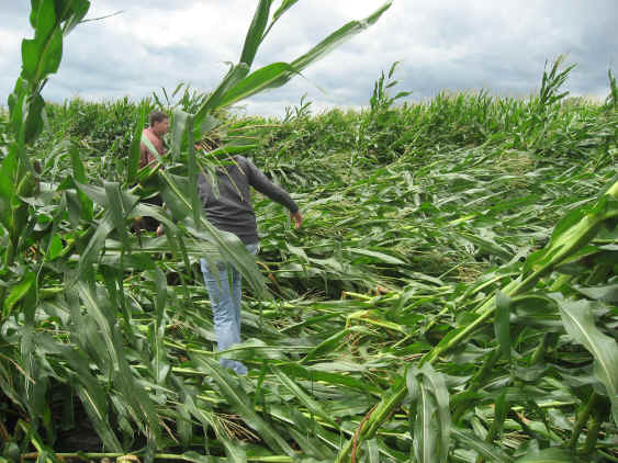 Photo of tornado damage near Watseka