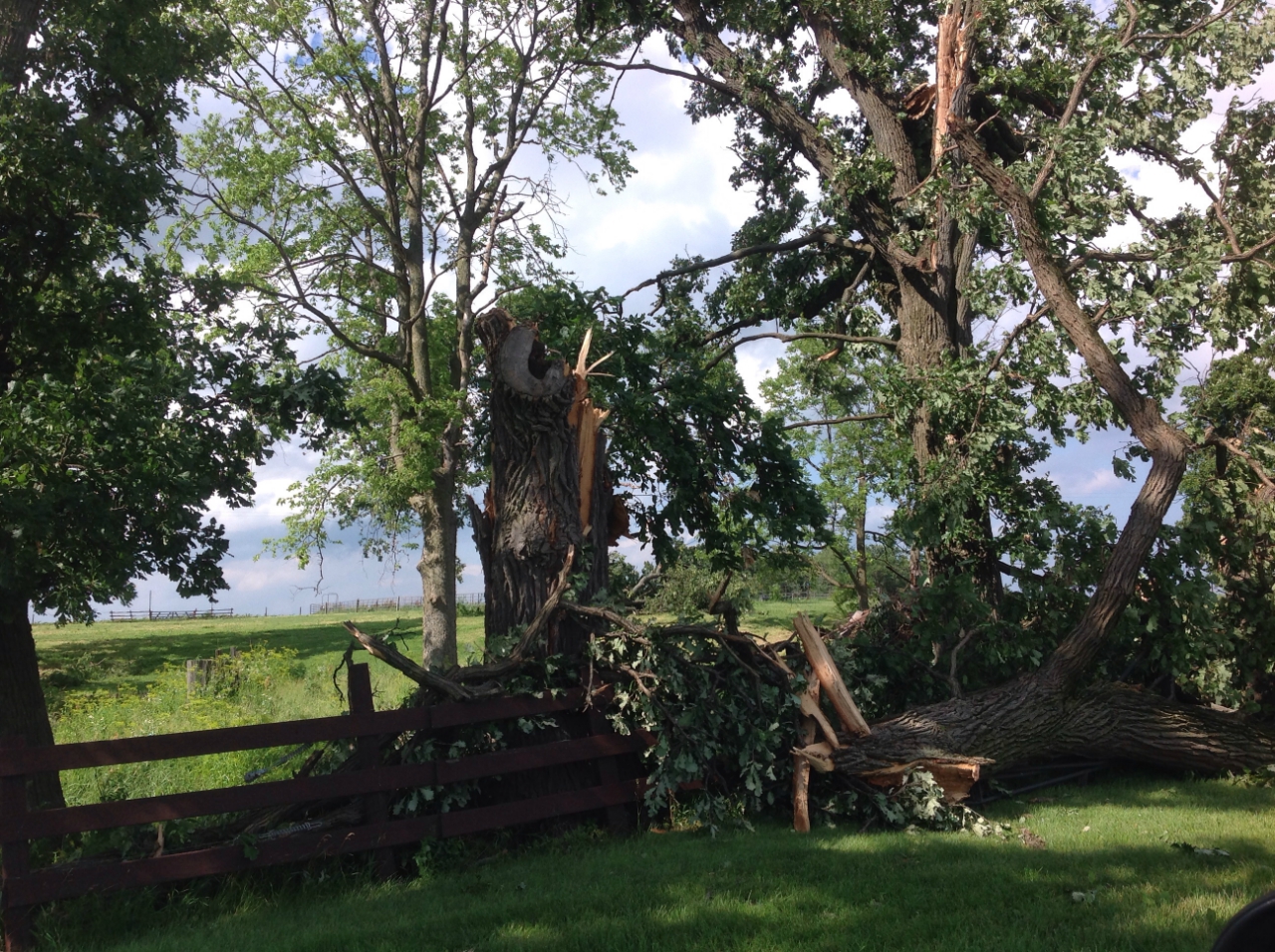 Photo showing tree damage from Earlville tornado