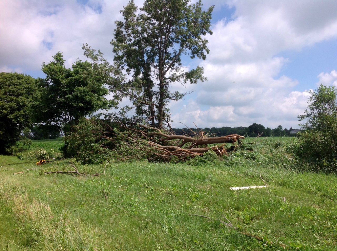 Photo showing tree damage from the West Brooklyn tornado