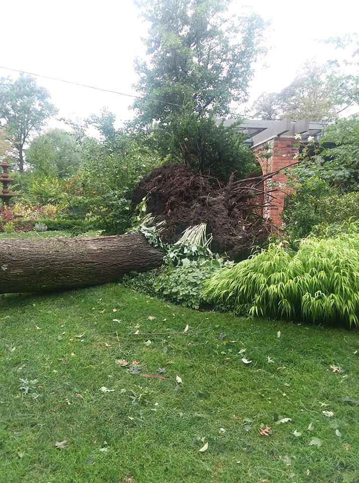 Wind damage