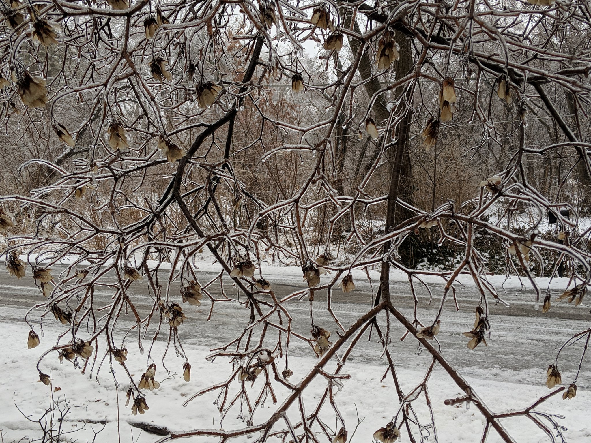 Photo by Mark Gottlieb, West Chicago IL