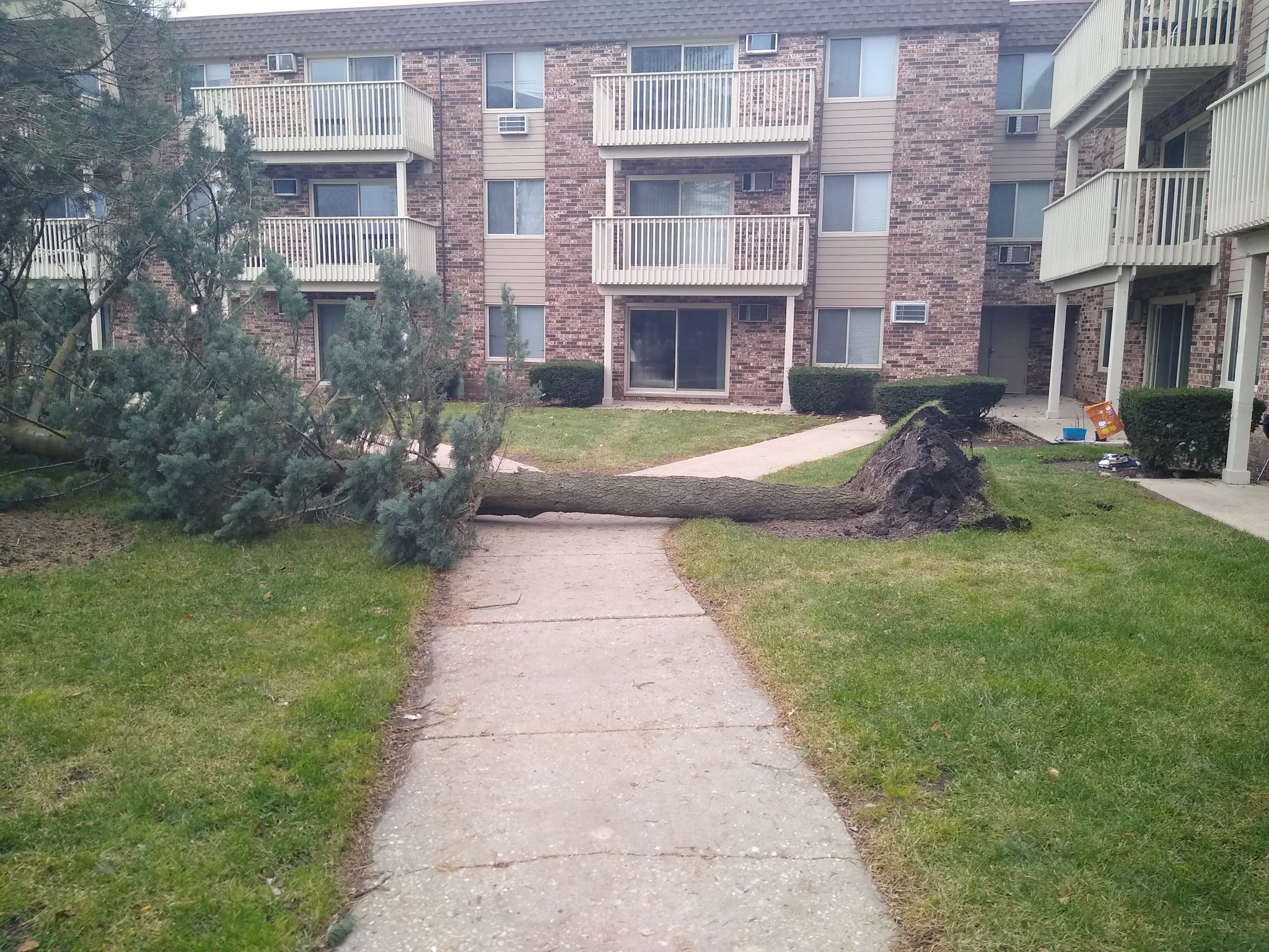 Tree Damage
