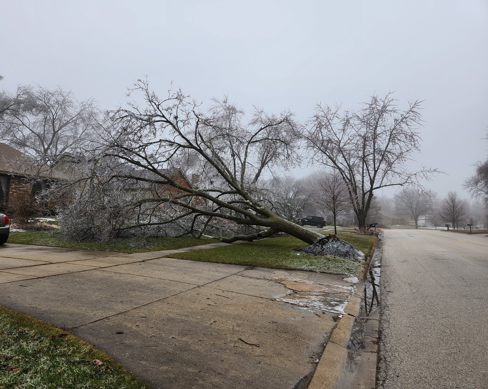 Photo showing damage caused by freezing rain in Crystal Lake, IL