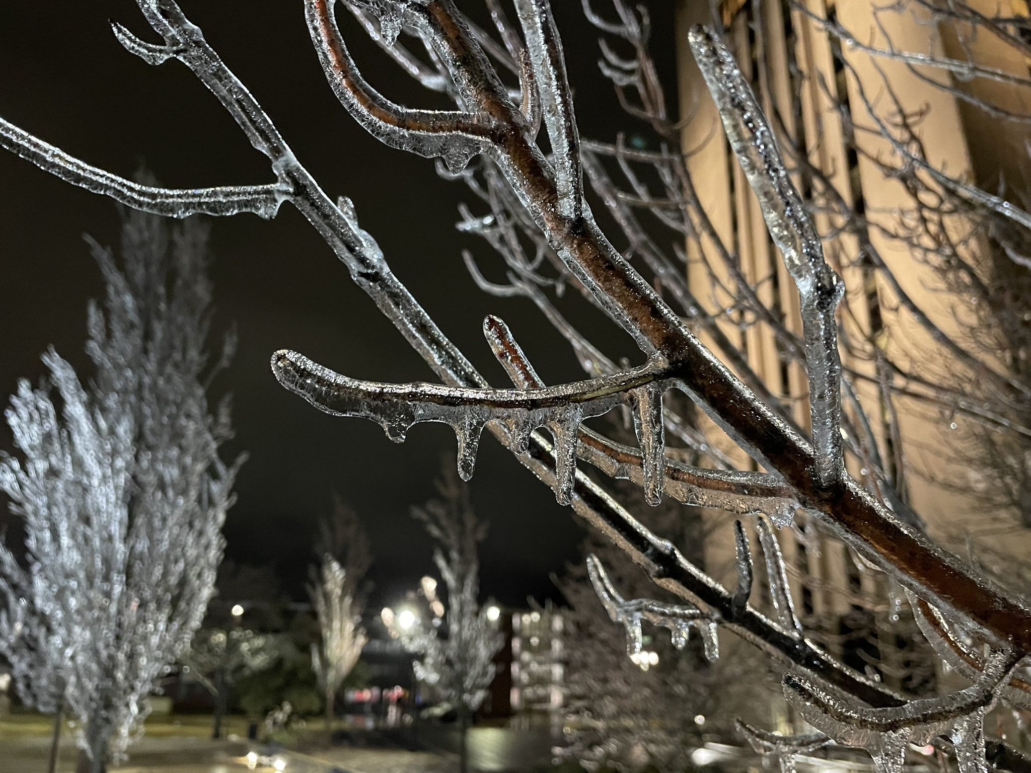 Photo showing ice accretion on tree branches in DeKalb, IL