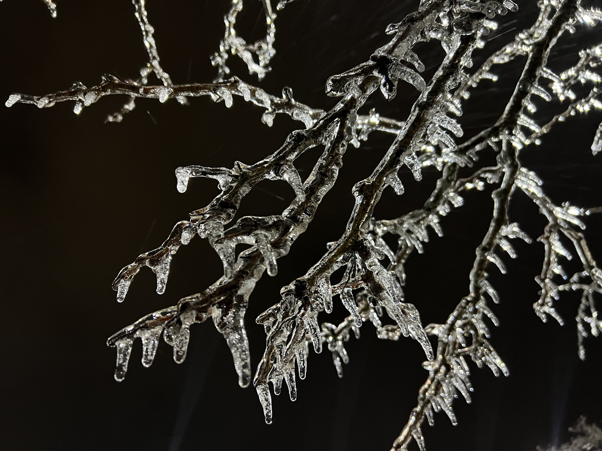 Photo showing ice accretion on tree branches in DeKalb, IL