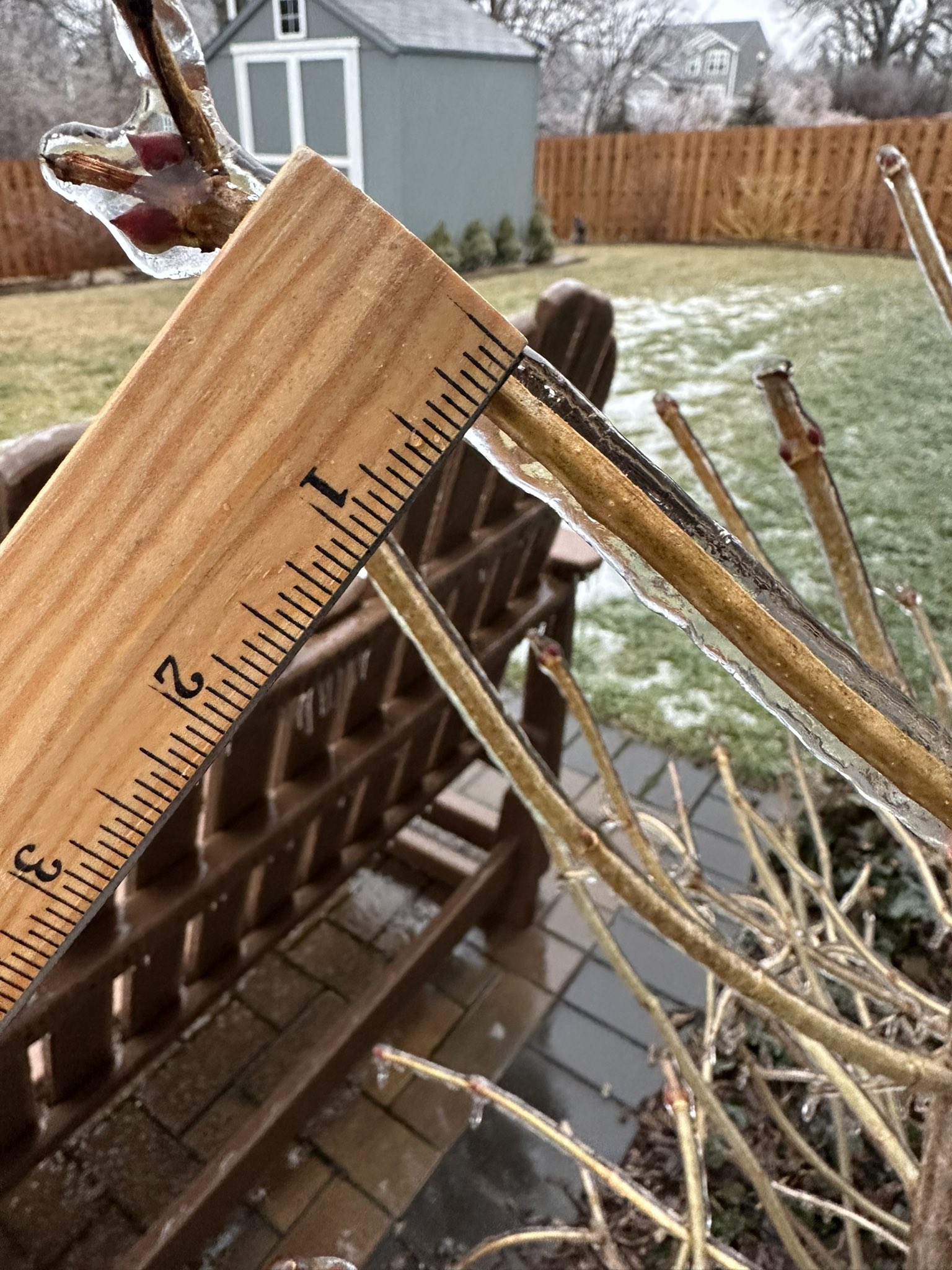 Photo showing ice accretion on a plant in McHenry, IL