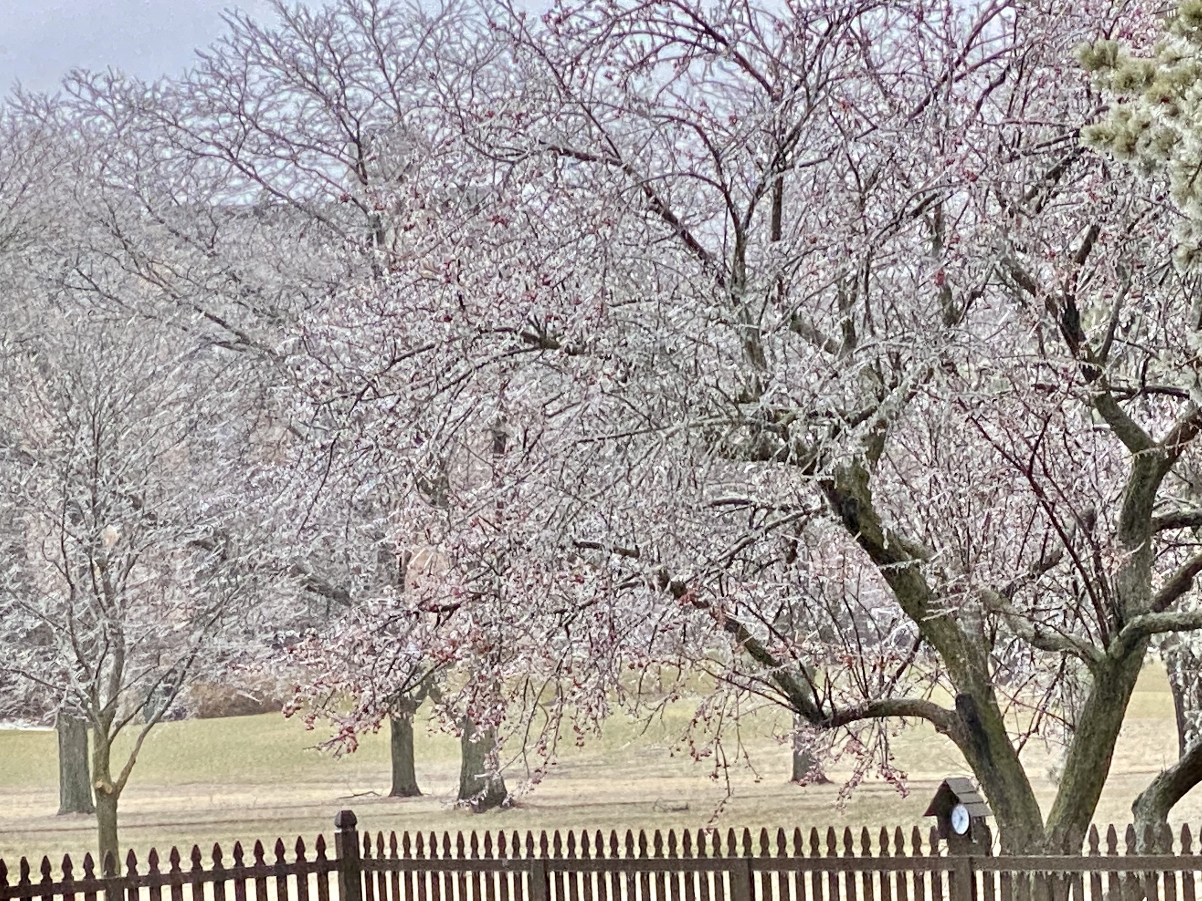 Photo showing ice accretion on trees in Northbrook, IL