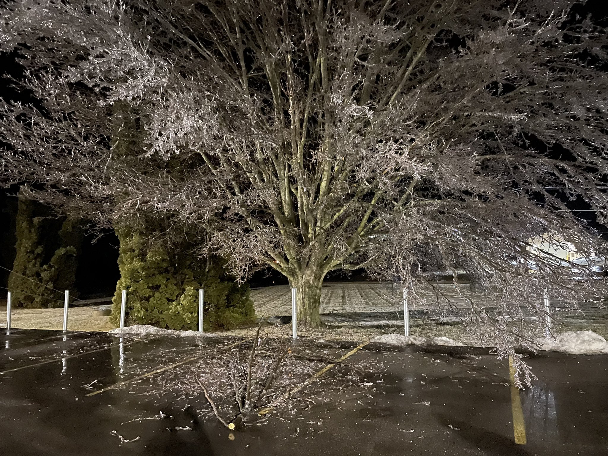 Photo showing ice accretion on trees near Winnebago, IL