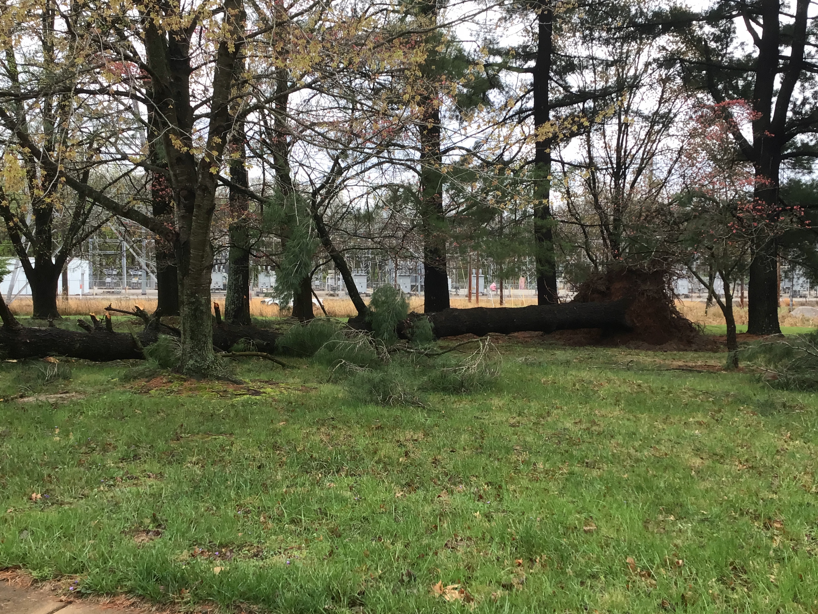 Uprooted trees in Chesterfield Missouri