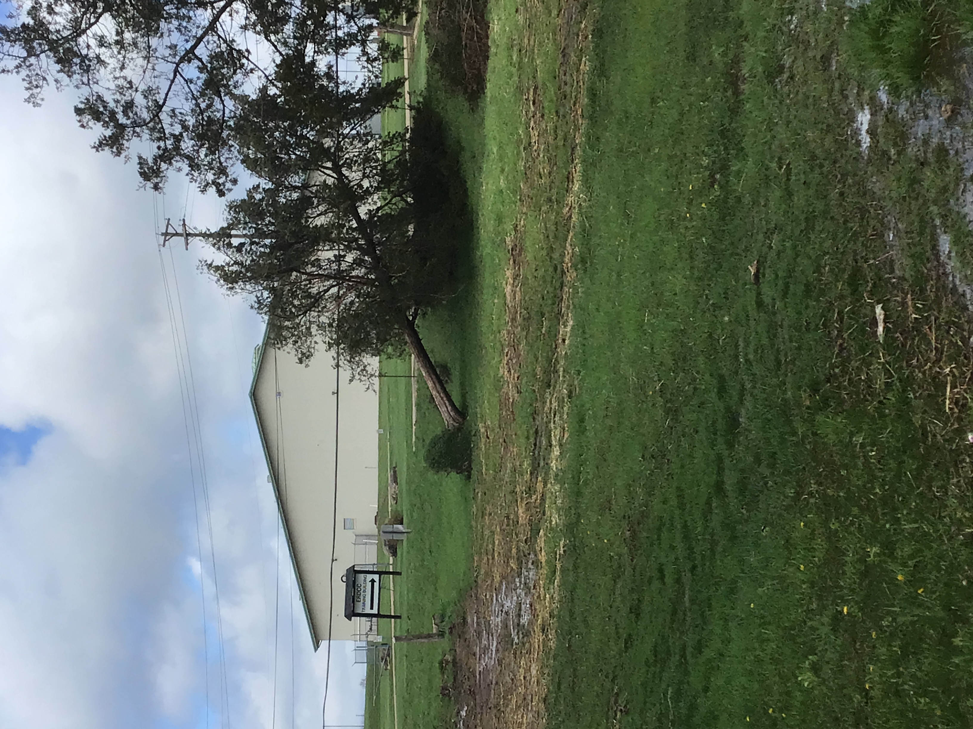 Uprooted tree near Bonne Terre Missouri